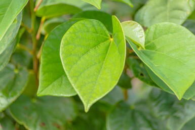 Cercis chinensis 'Avondale' meerstammig 200-250