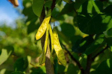 Cercis chinensis 'Avondale' meerstammig 200-250