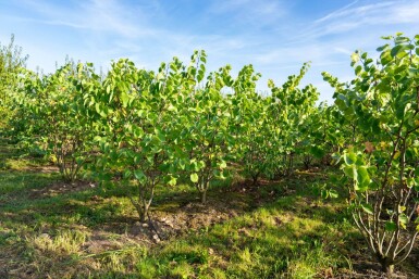 Cercis chinensis 'Avondale' meerstammig 200-250