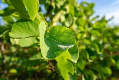 Cercis chinensis 'Avondale' meerstammig 200-250