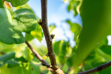 Cercis chinensis 'Avondale' meerstammig 200-250