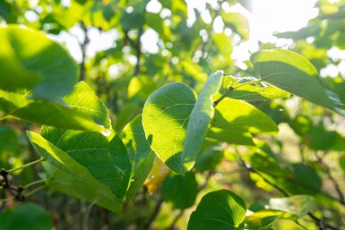 Cercis chinensis 'Avondale' meerstammig 200-250