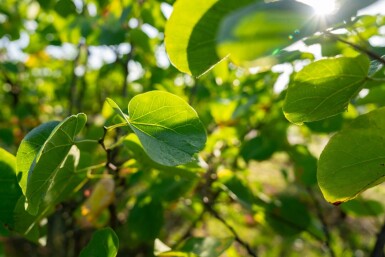 Cercis chinensis 'Avondale' meerstammig 200-250