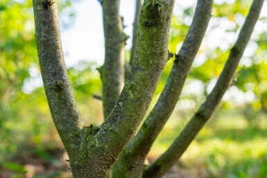 Cercis chinensis 'Avondale' meerstammig 200-250