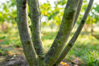 Cercis chinensis 'Avondale' meerstammig 200-250