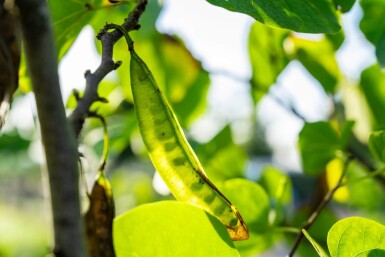 Cercis chinensis 'Avondale' meerstammig 200-250
