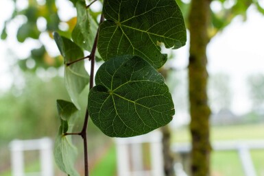 Cercis siliquastrum hoogstam