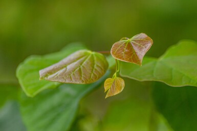 Cercis siliquastrum hoogstam 10/12