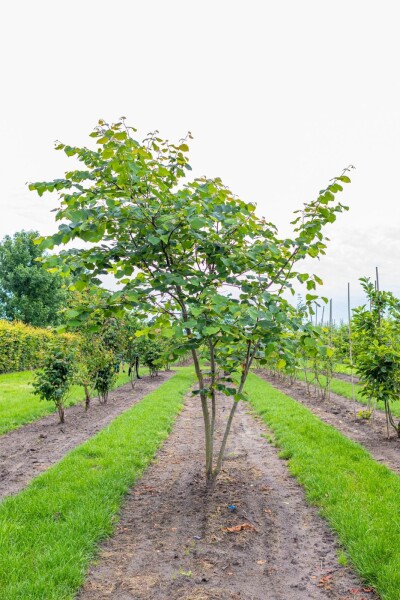 Cercis siliquastrum meerstammig 200-250