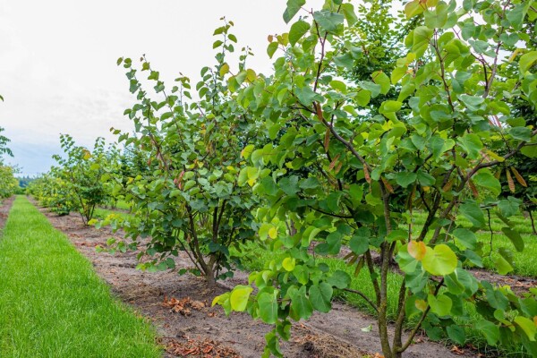 Cercis siliquastrum meerstammig