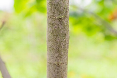 Cercis siliquastrum meerstammig 200-250