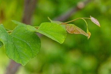 Cercis siliquastrum meerstammig 200-250