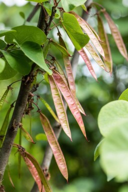 Cercis siliquastrum meerstammig 200-250
