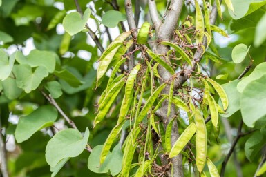 Cercis siliquastrum meerstammig 200-250