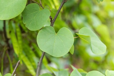 Cercis siliquastrum meerstammig 200-250