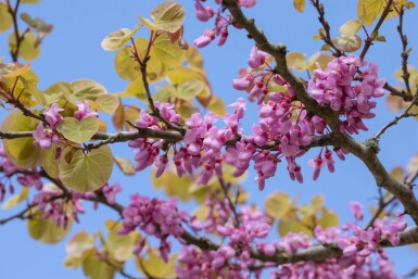 Cercis siliquastrum meerstammig 200-250