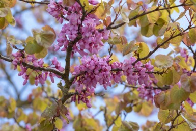 Cercis siliquastrum meerstammig 200-250