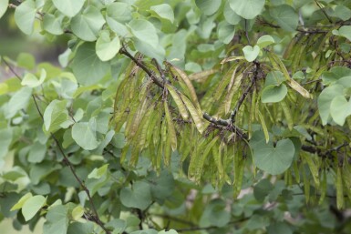 Cercis siliquastrum meerstammig 200-250