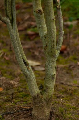 Cladrastis kentukea meerstammig 200-250