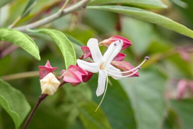 Clerodendrum trichotomum meerstammig
