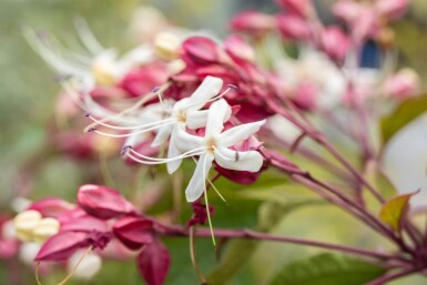 Clerodendrum trichotomum meerstammig 200-250