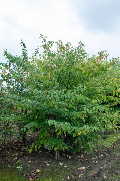 Cornus controversa meerstammig 200-250
