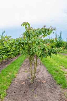Cornus controversa meerstammig