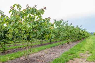 Cornus controversa meerstammig 200-250