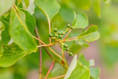 Cornus controversa meerstammig 200-250