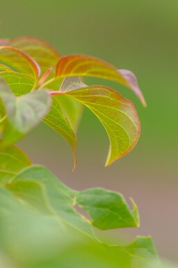Cornus controversa meerstammig 200-250