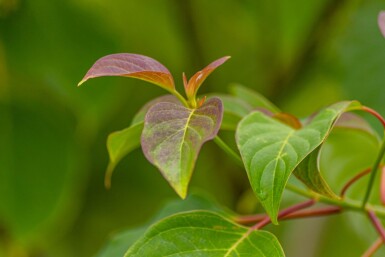 Cornus controversa meerstammig 200-250