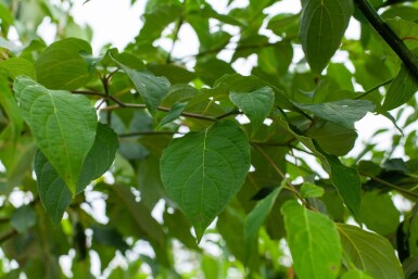 Cornus controversa meerstammig 200-250