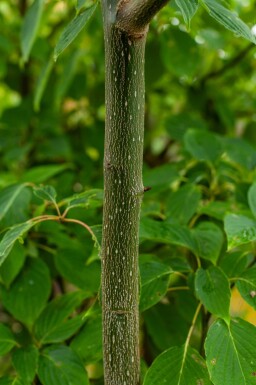 Cornus controversa meerstammig 200-250
