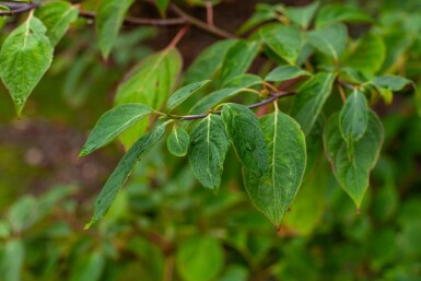 Cornus controversa meerstammig 200-250