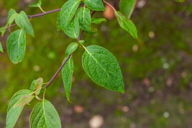 Cornus controversa meerstammig 200-250