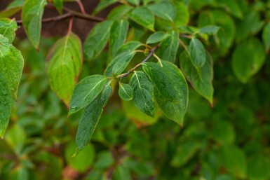 Cornus controversa meerstammig 200-250