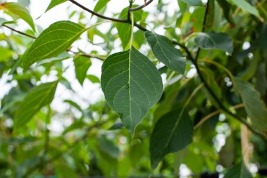 Cornus controversa meerstammig 200-250
