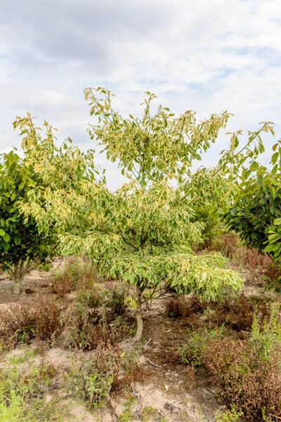 Cornus controversa 'Variegata' meerstammig 200-250
