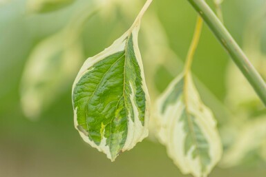 Cornus controversa 'Variegata' meerstammig