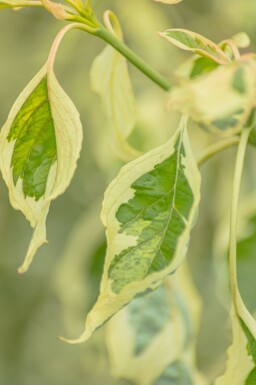 Cornus controversa 'Variegata' meerstammig 200-250