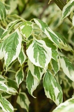 Cornus controversa 'Variegata' meerstammig 200-250