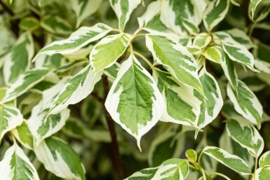 Cornus controversa 'Variegata' meerstammig 200-250