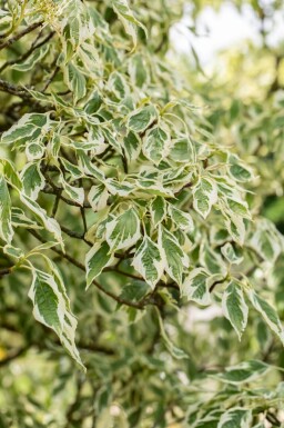 Cornus controversa 'Variegata' meerstammig 200-250