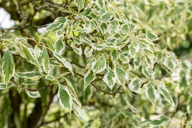 Cornus controversa 'Variegata' meerstammig 200-250