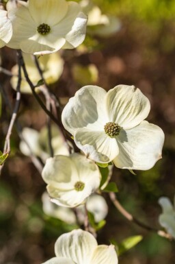 Cornus florida meerstammig 300-350