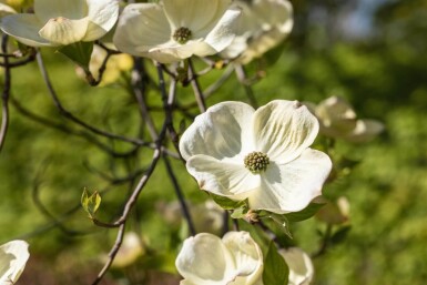 Cornus florida meerstammig 300-350