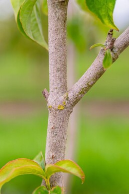 Cornus florida meerstammig 300-350