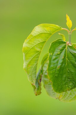 Cornus florida meerstammig 300-350