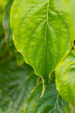 Cornus florida meerstammig 300-350