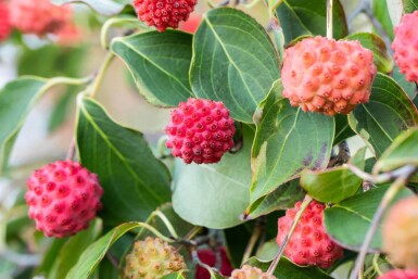 Cornus kousa hoogstam